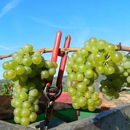 Flaemisches Weinhaus * Wintrich